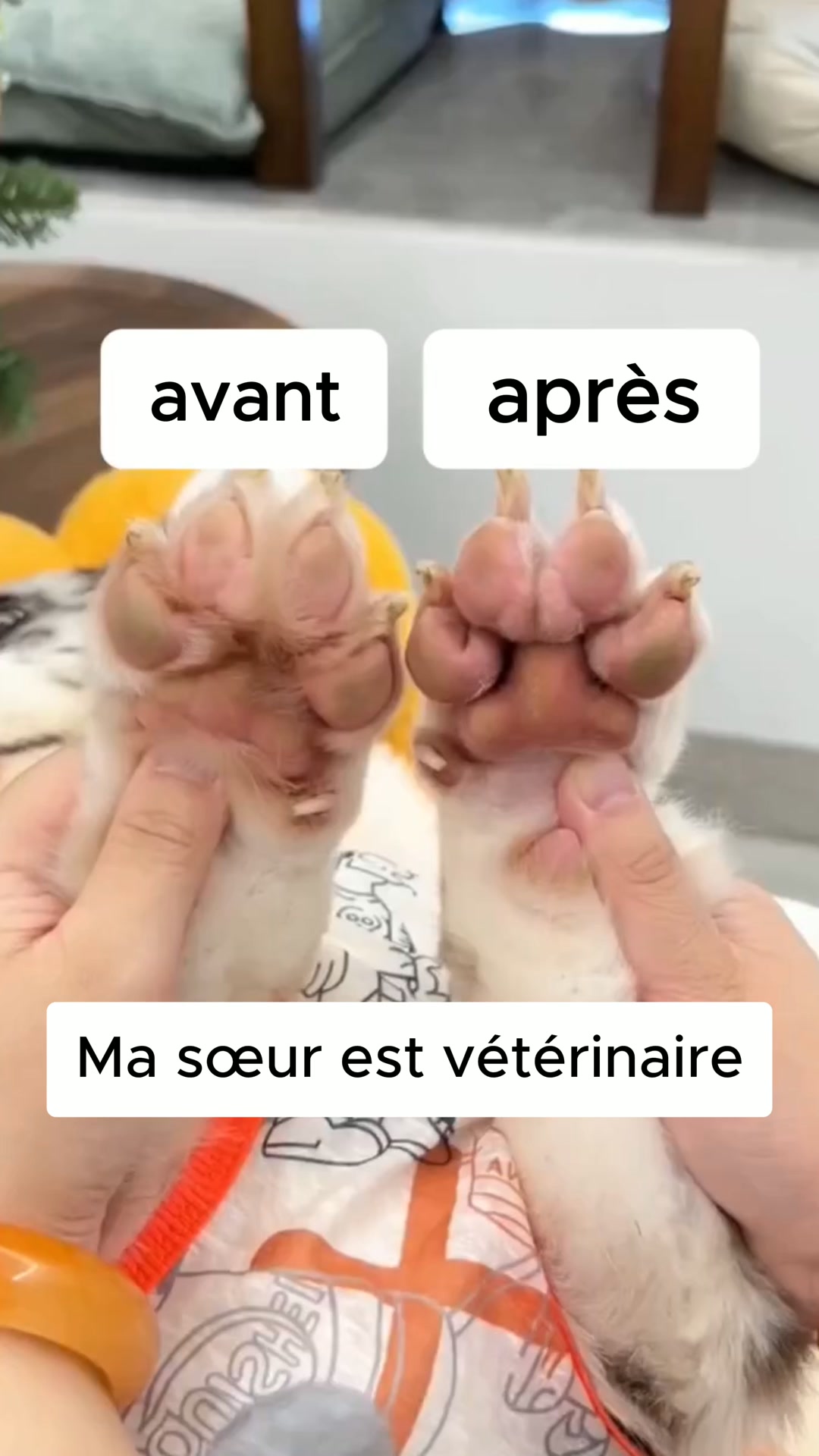 Recommandé par les vétérinaires