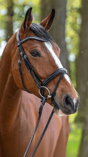 Stop Guessing With Your Horse’s Bit