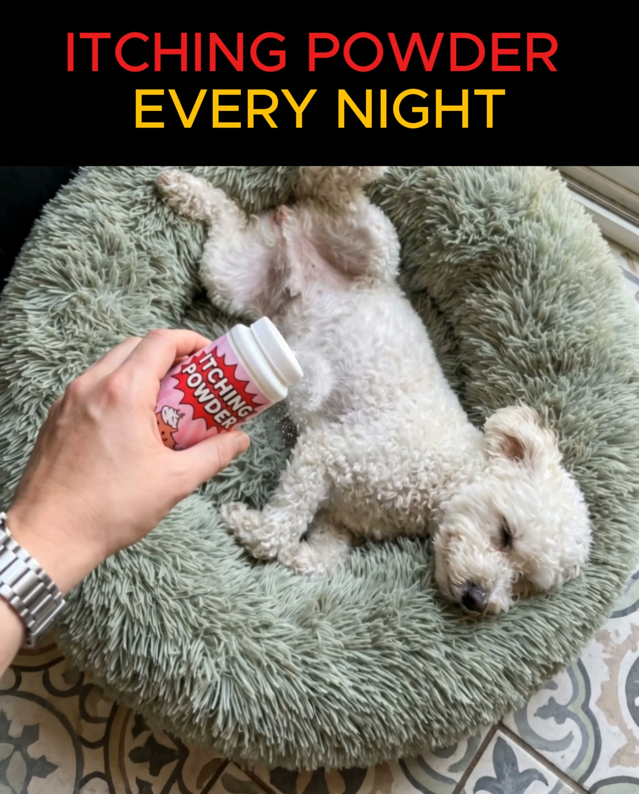 Itchy Dog? Throw Out the Medicated Shampoo.