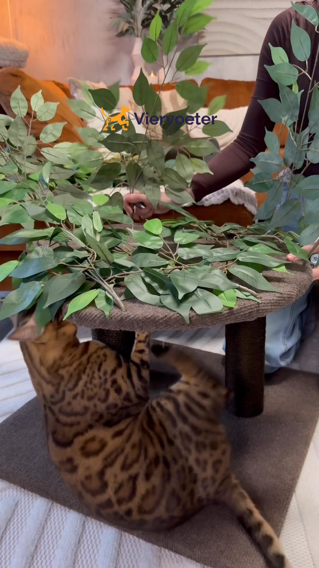 Kattenboom krabpaal met bladeren