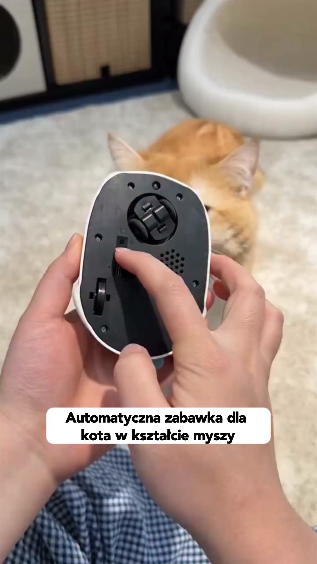 #1 Koci Motylek