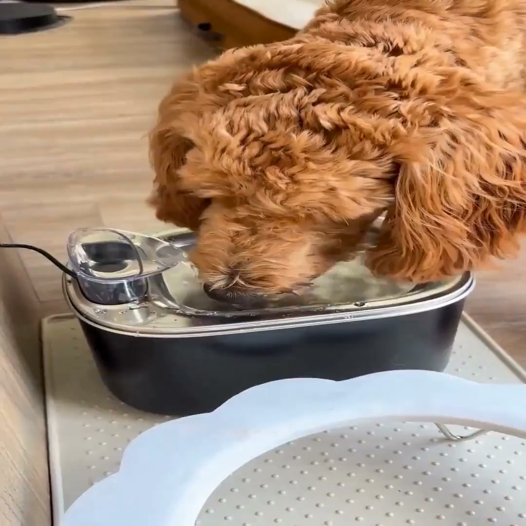 Does your dog walk away from the bowl?
