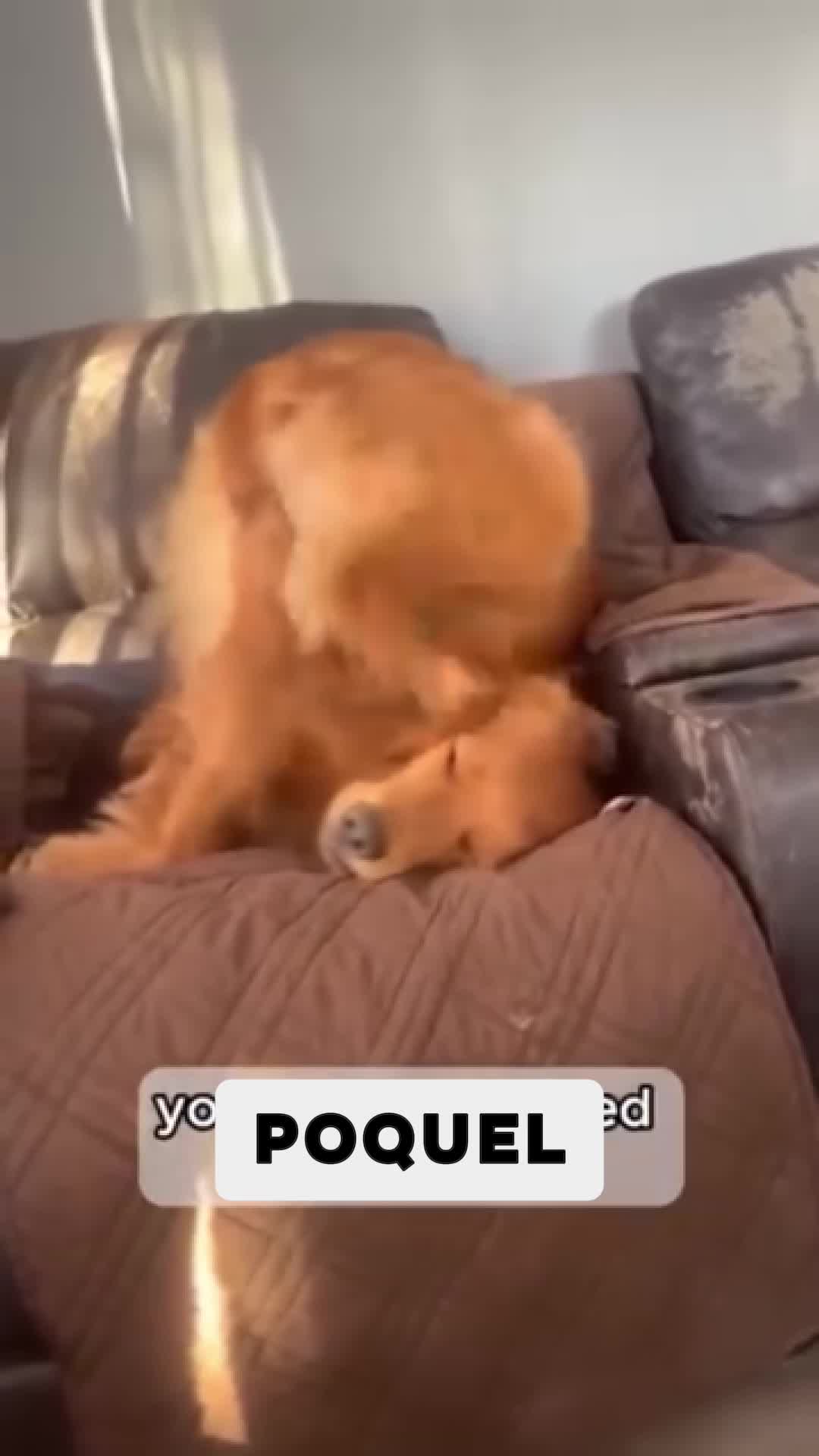 Adiós al picor de tu mascota.