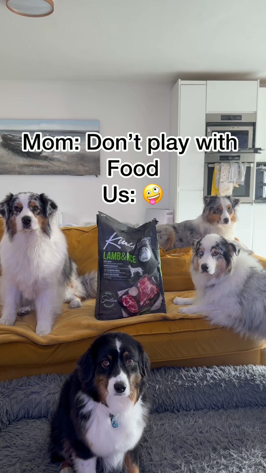 Shop Kudo Cold-Pressed Dog Food