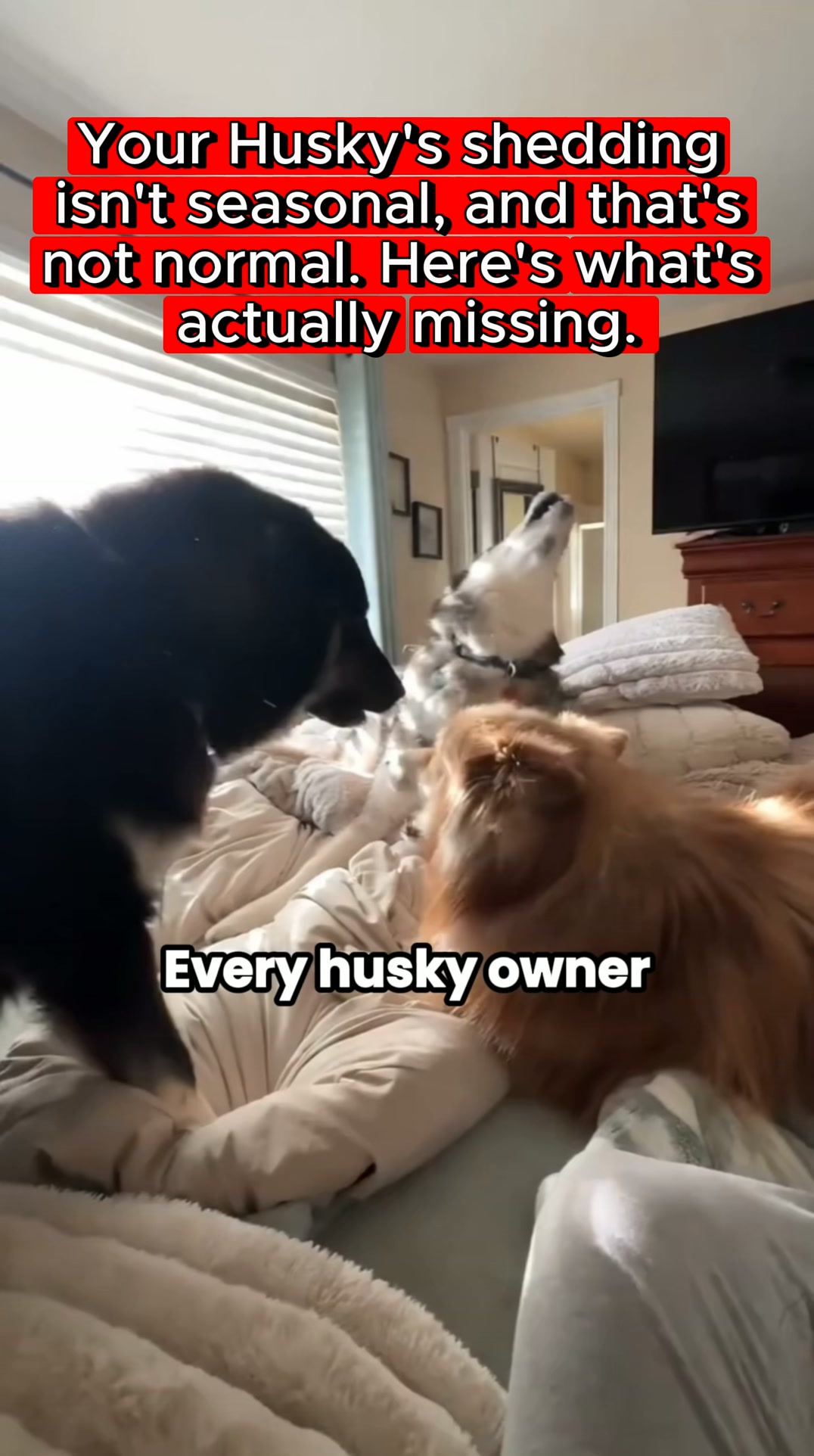 Your Husky Shouldn't Shed Between Coat Blows