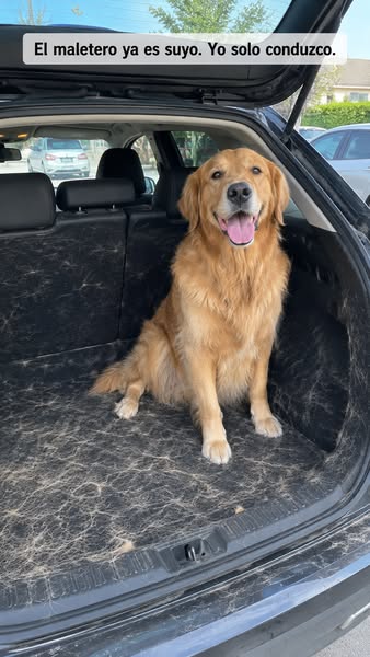 Gánale la batalla al pelo de tu mascota.