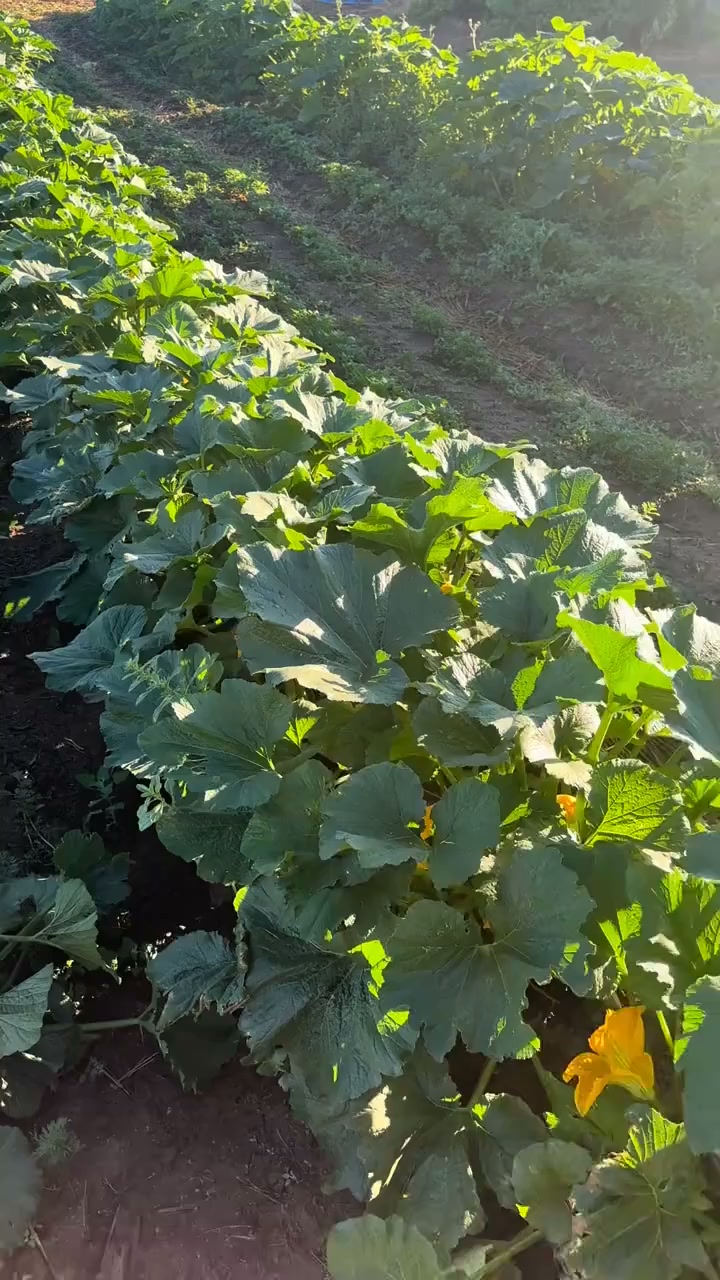 Seeds that grow back every year