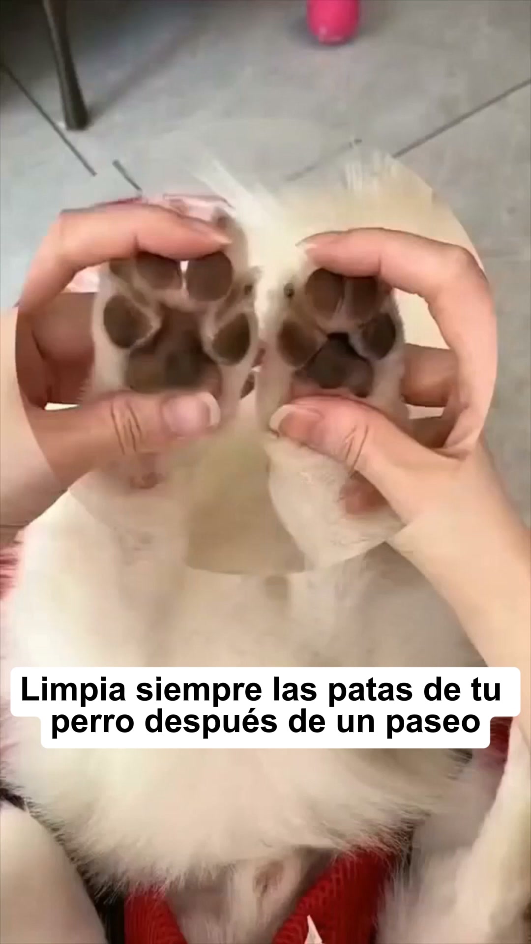 Envío Gratis 24/48h - Pago Contrareembolso