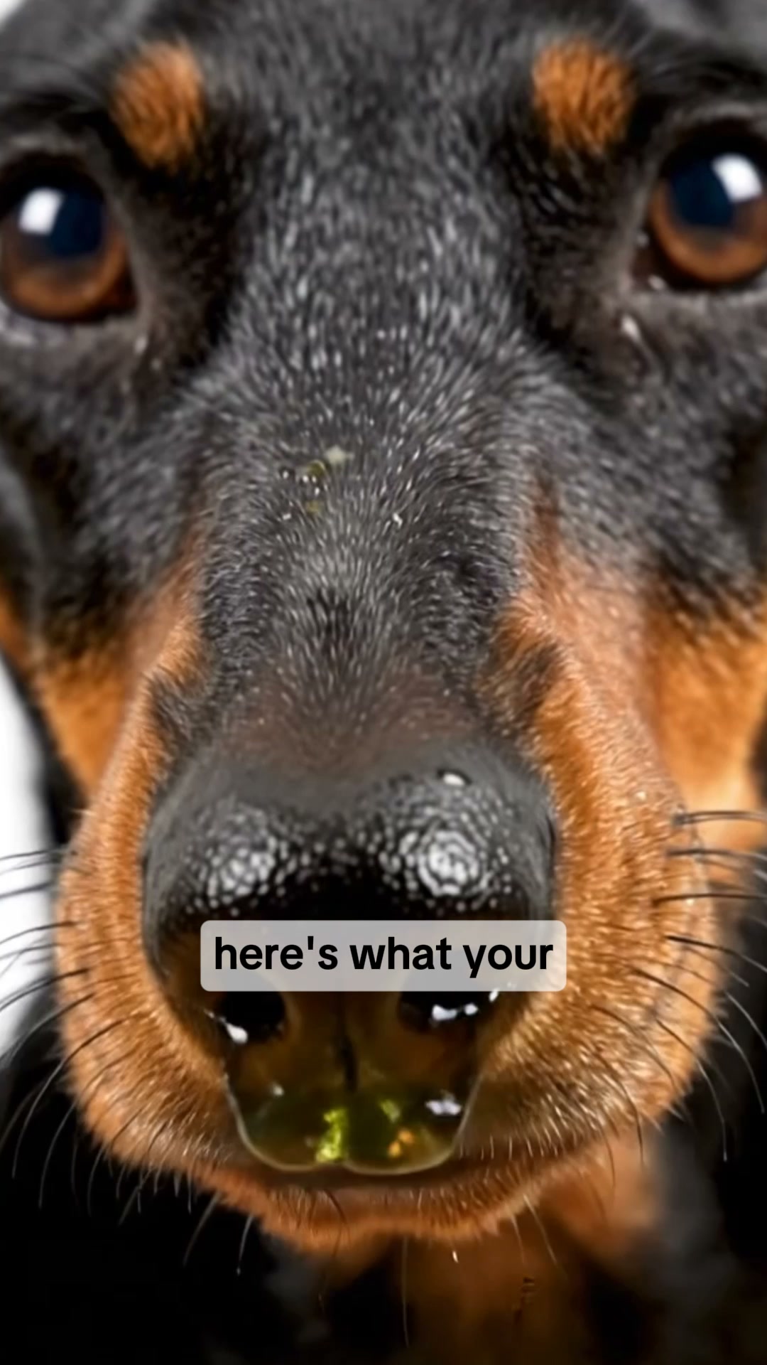 Flush Out What Doesn't Belong – Get Your Dog Back