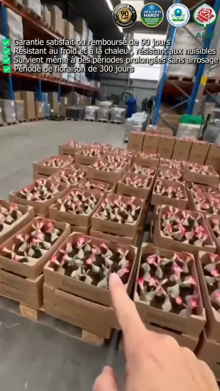 La Rose du Désert (Adenium) : la plante qui défie le temps.