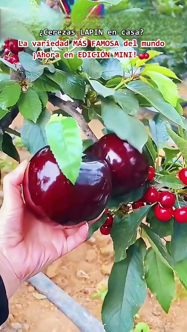 【HAZ CLIC AQUÍ Y PLANTA TU CEREZO ENANO EN ESTA TEMPORADA DE OTOÑO】