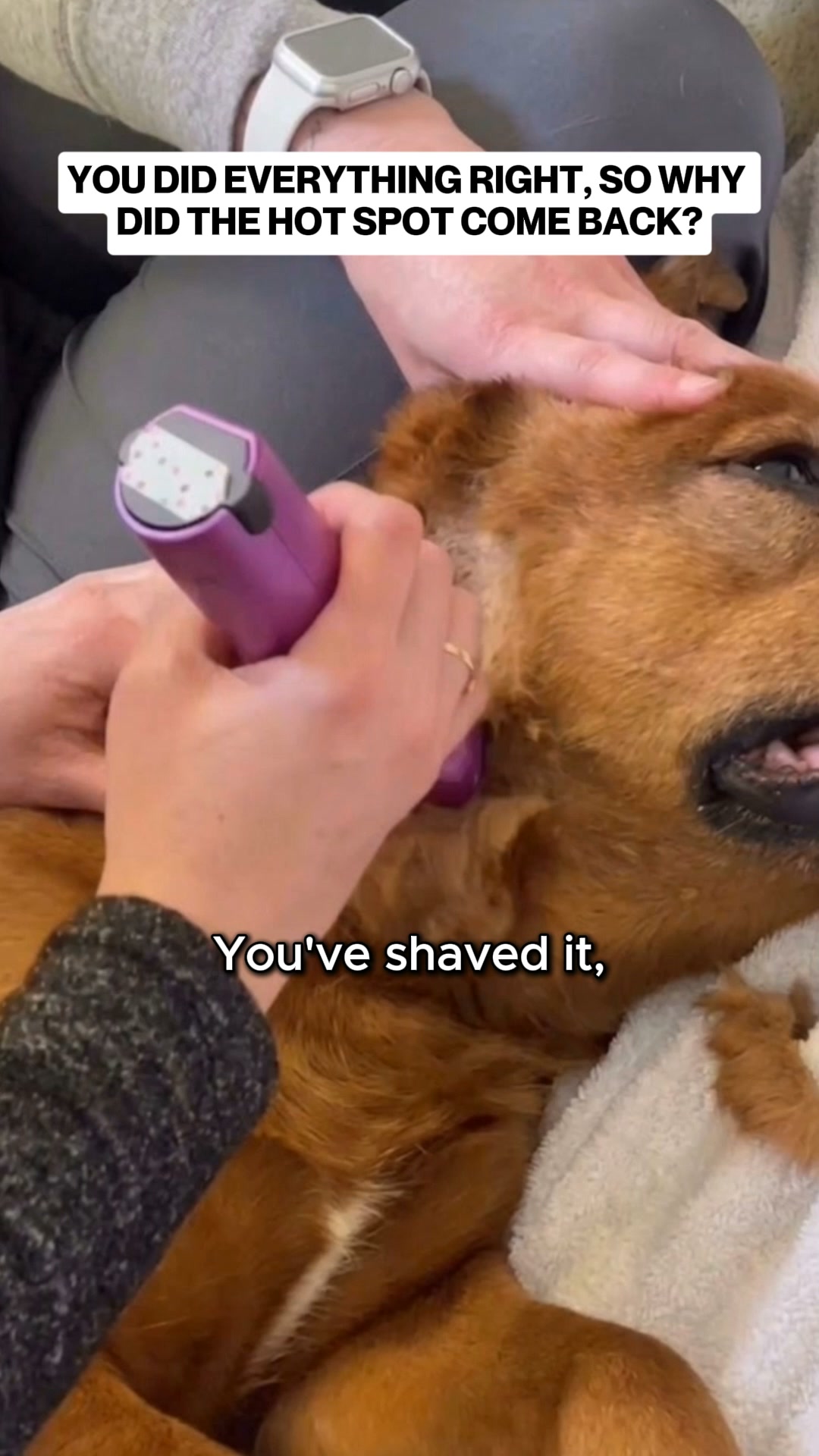 Help Your Dog Today