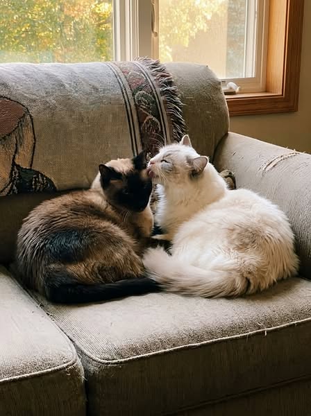 Eine Katze habe ich schon verloren. Nie wieder.