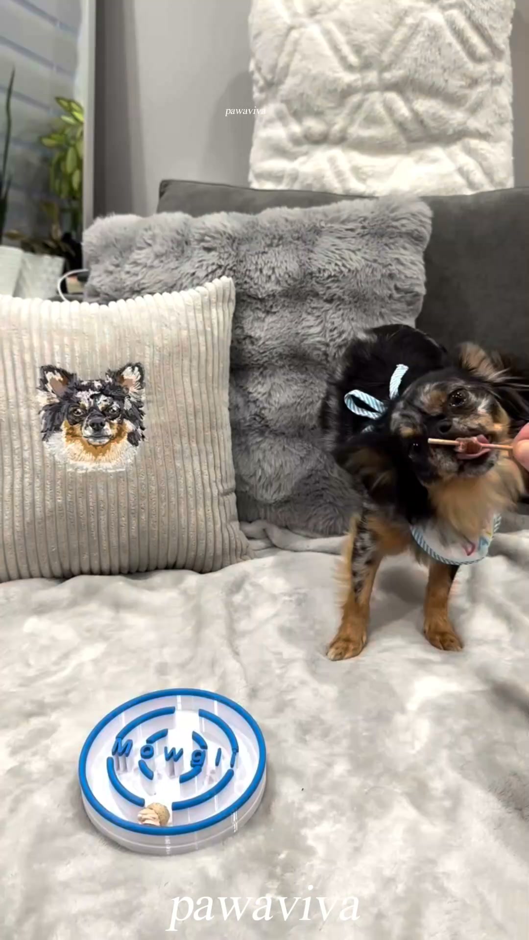 Cuddle Up with Your Pet