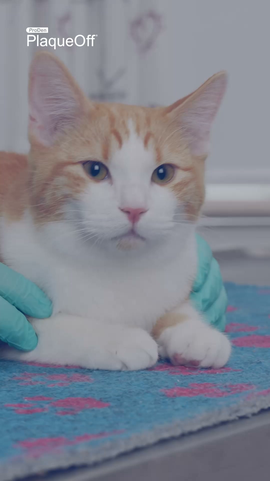 Get a free Dental Guide for your cat!
