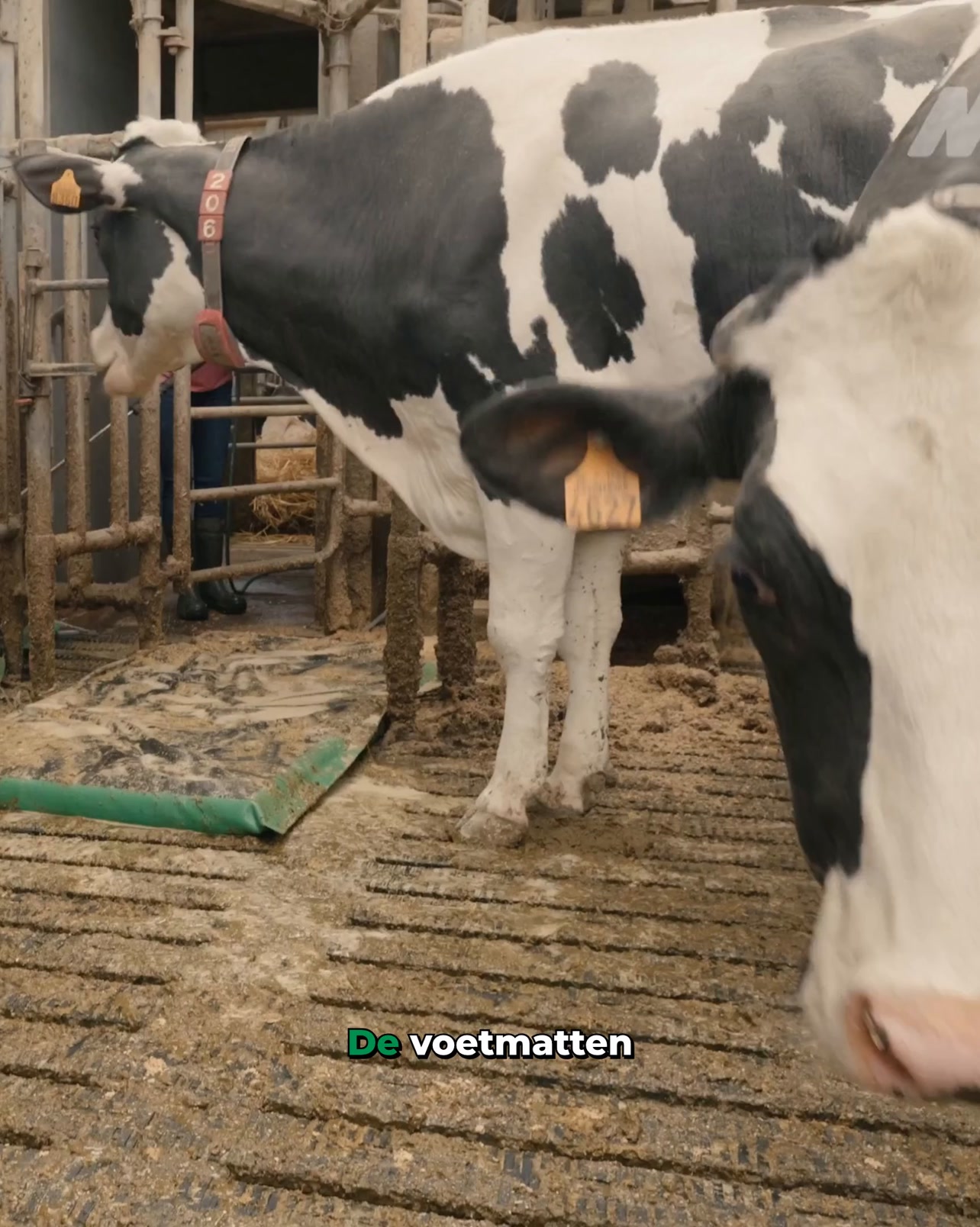 Automatische klauwverzorging