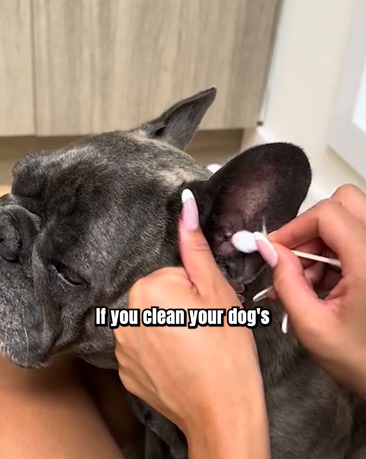 Your Cotton Ball Has Never Reached This Part of Your Dog’s Ear