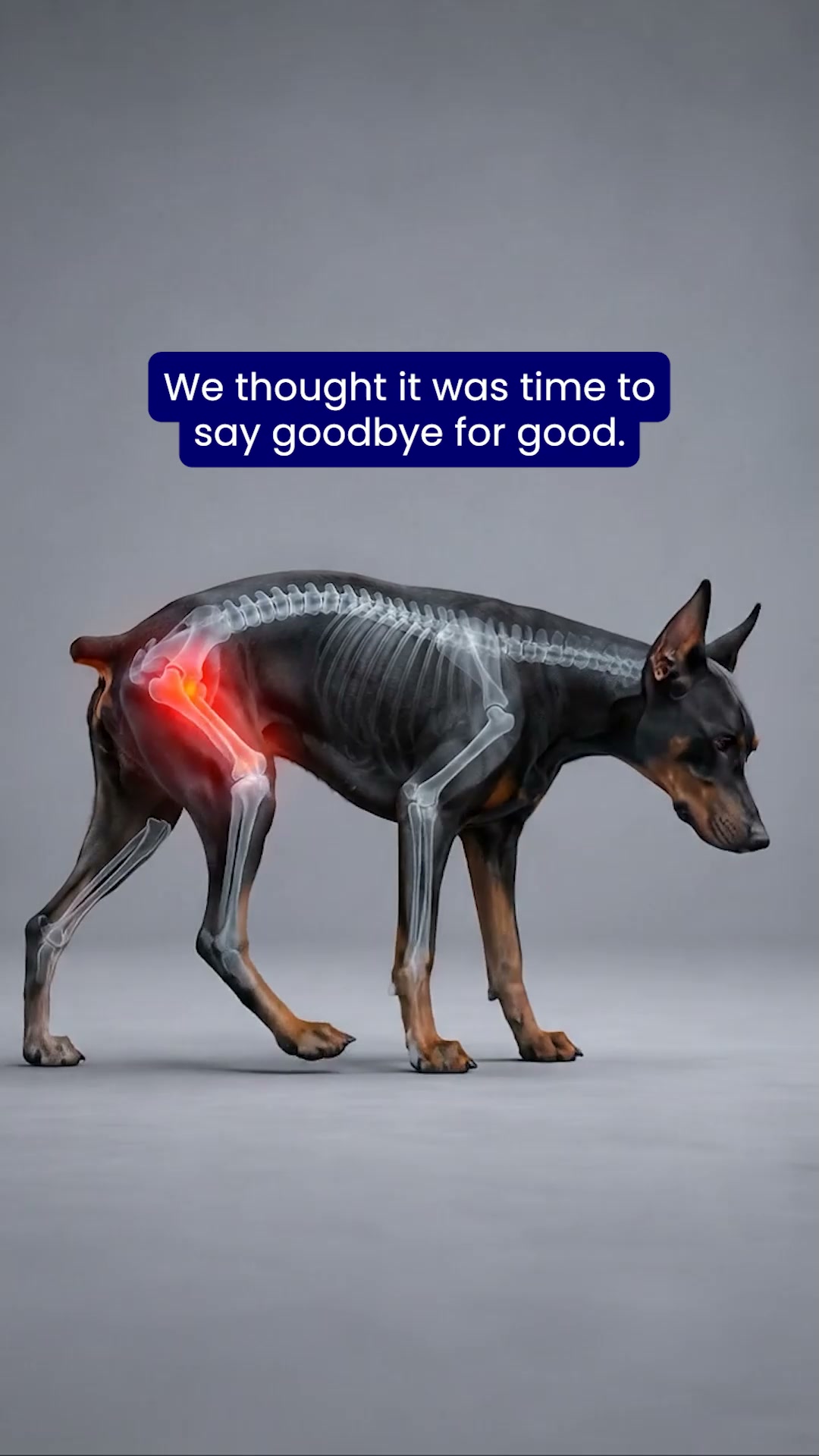 Your Dog's Not Old - They're Just In Pain