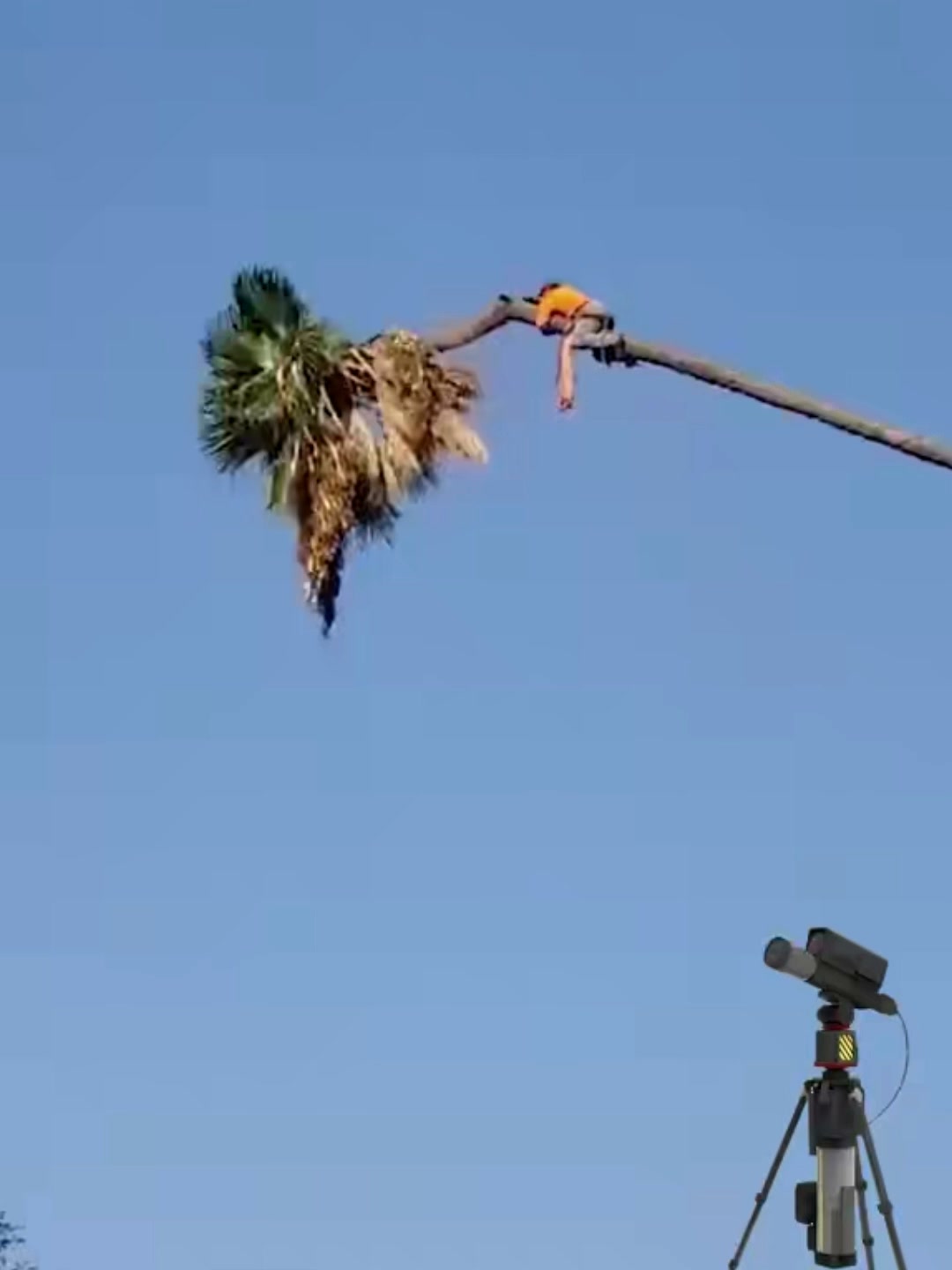 Addio scale pericolose! Potatura alberi a 500 metri con il laser