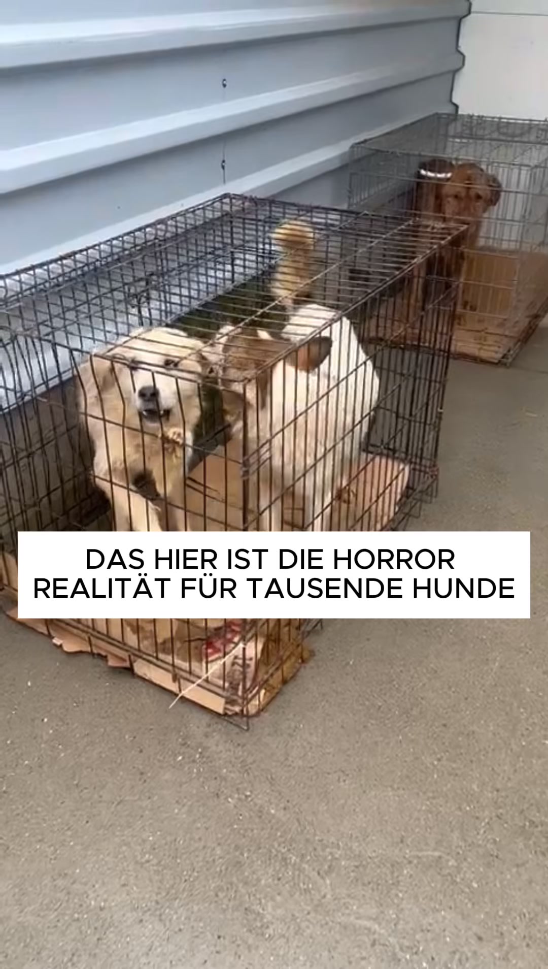 Schenke einem Hund eine zweite Chance