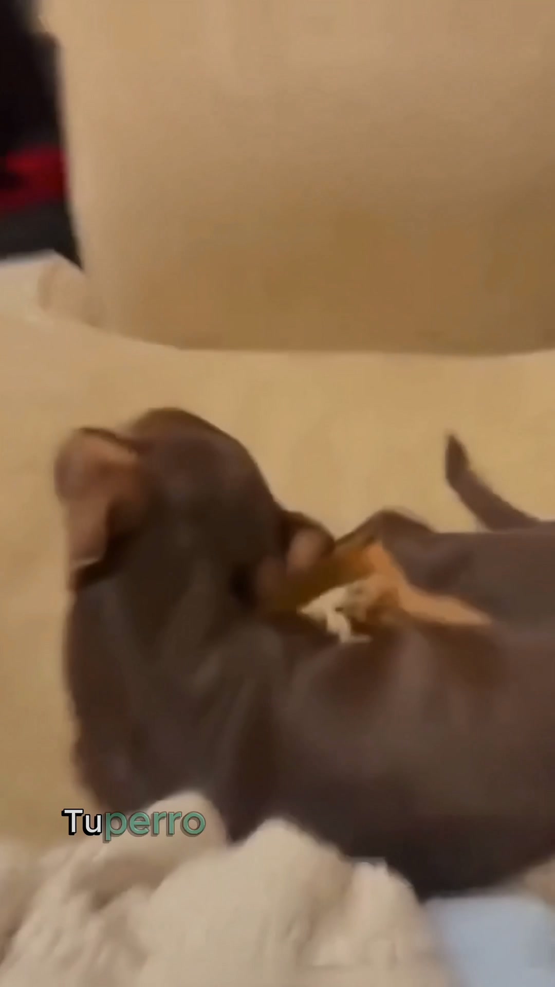 Ultimas UNIDADES! — Limpiador de oídos Peludos · sin alcohol - Para perros y gatos