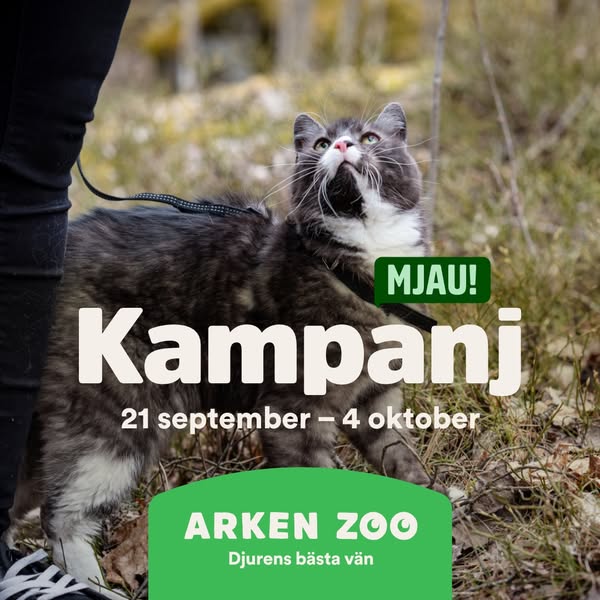 Till kampanjen
