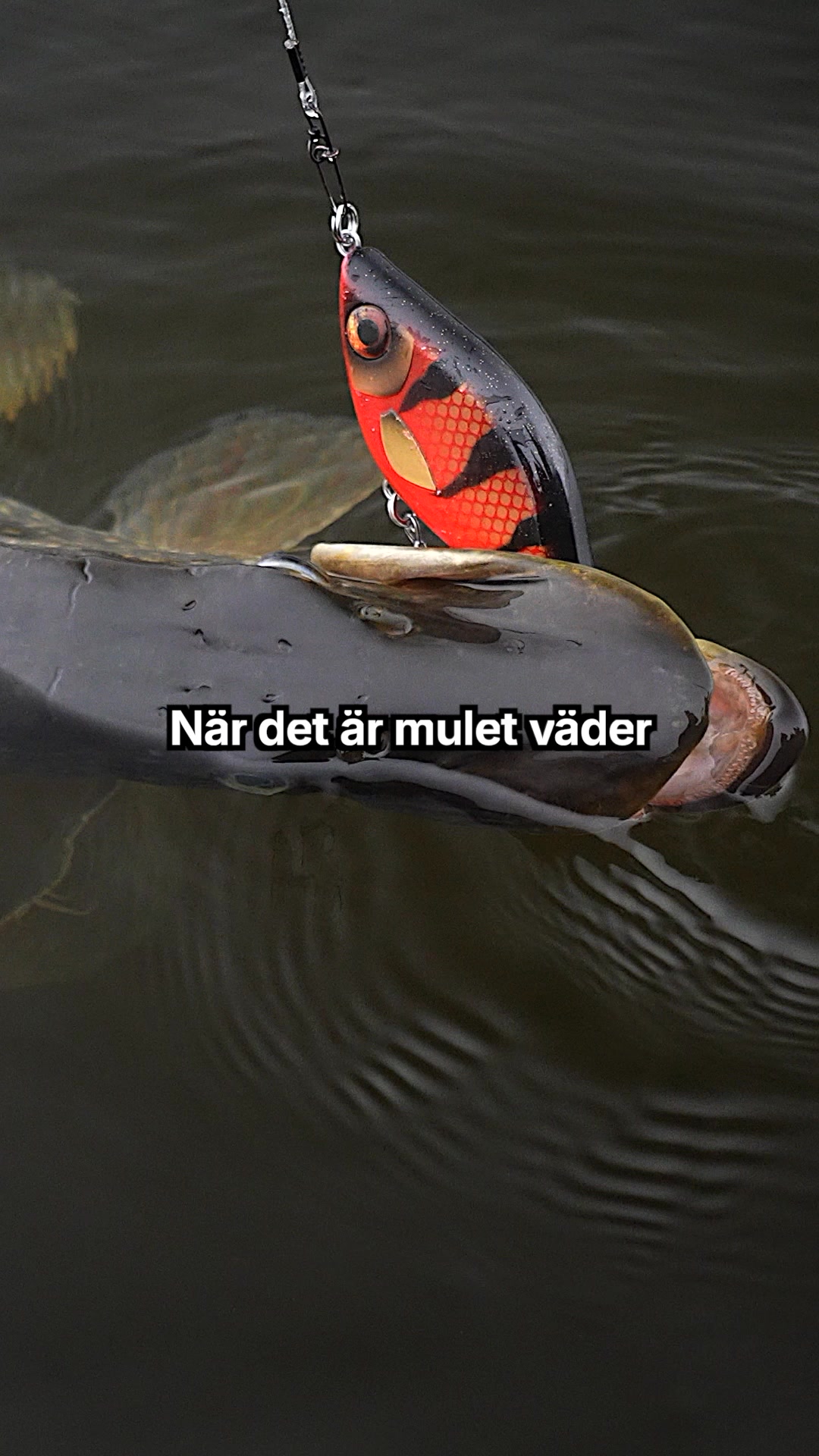 Har ni inte prövat Red Tiger i mulet väder?