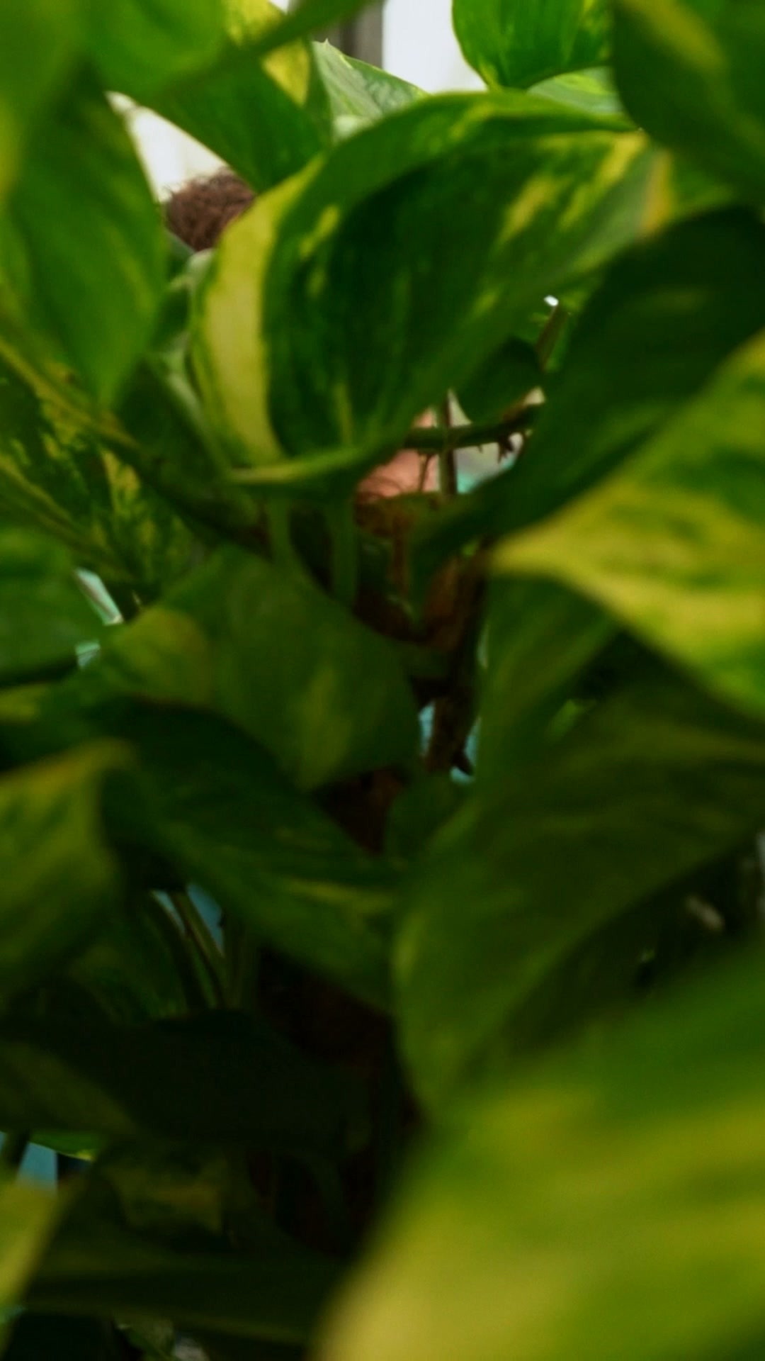 Handpicked Plants for Your Home