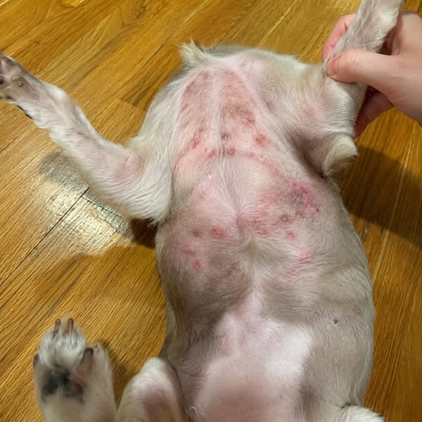 Read This Before Your Next Vet Bill
