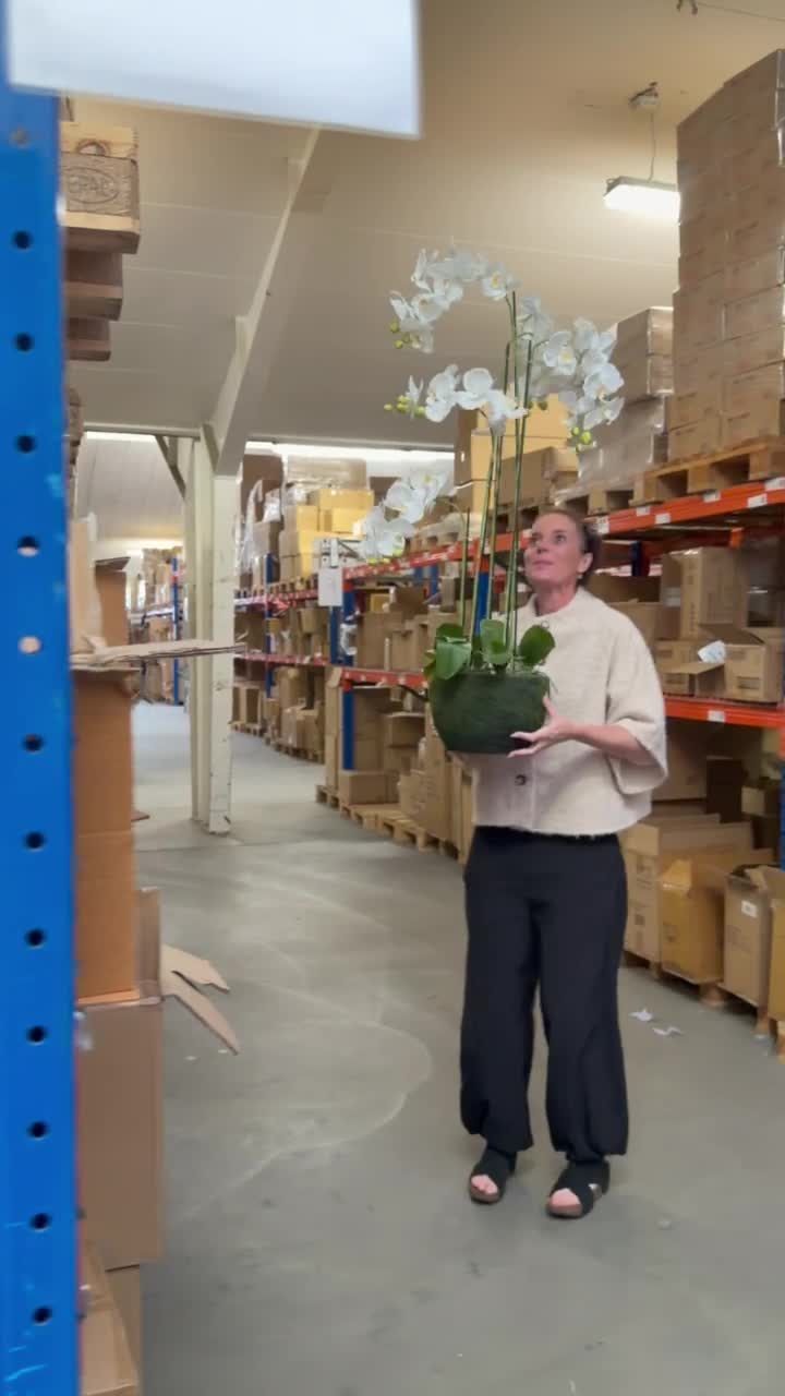 Kæmpeorkidé – tilbage på lager