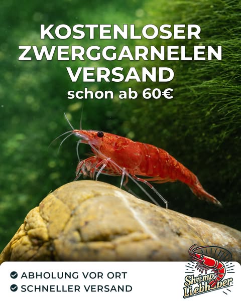 Kostenloser Zwerggarnelen-Versand ab 60 €