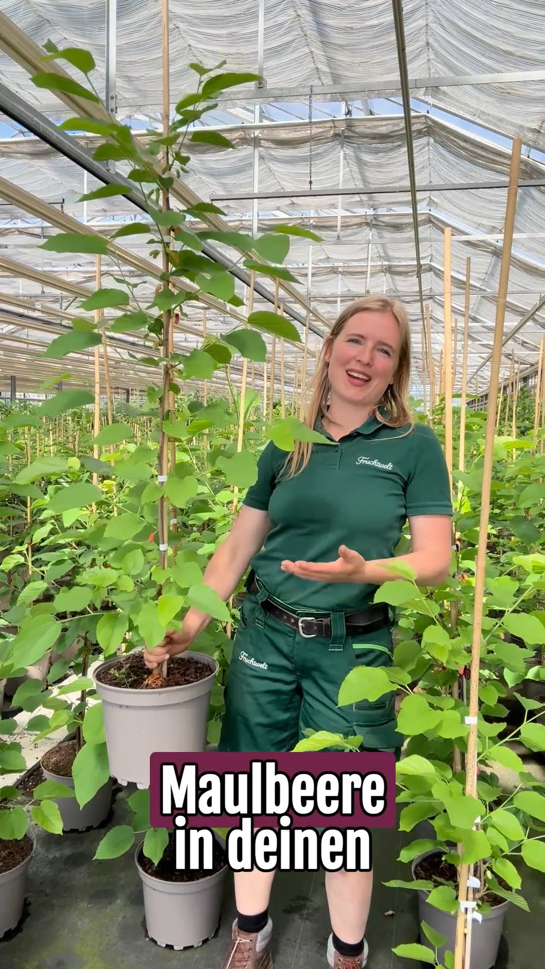 Maulbeeren für deinen Garten
