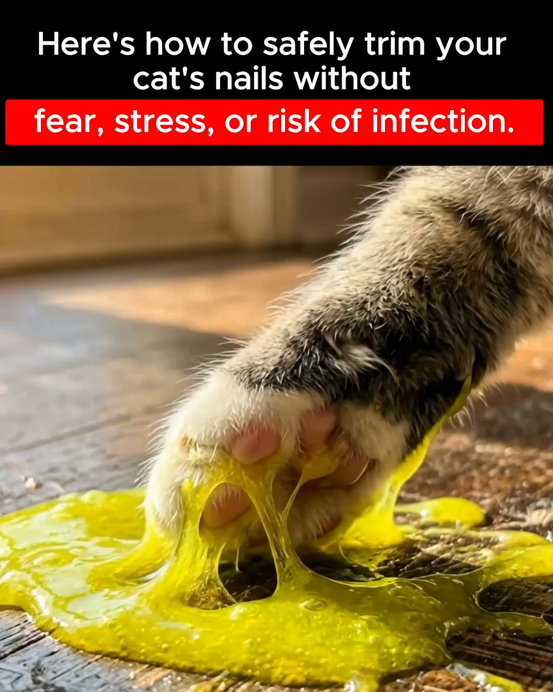 Stress-Free Nail Grooming for Your Cat!