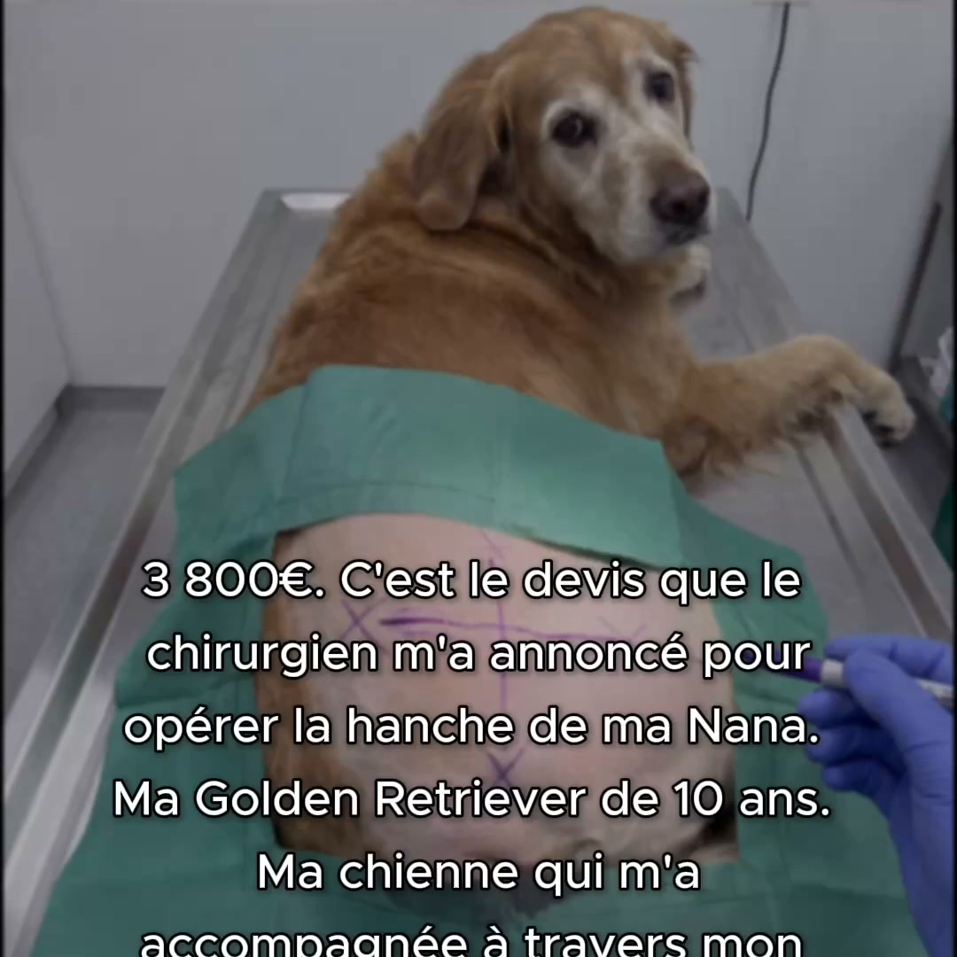 Voilà comment ton Toutou peut rajeunir de 10 ans.