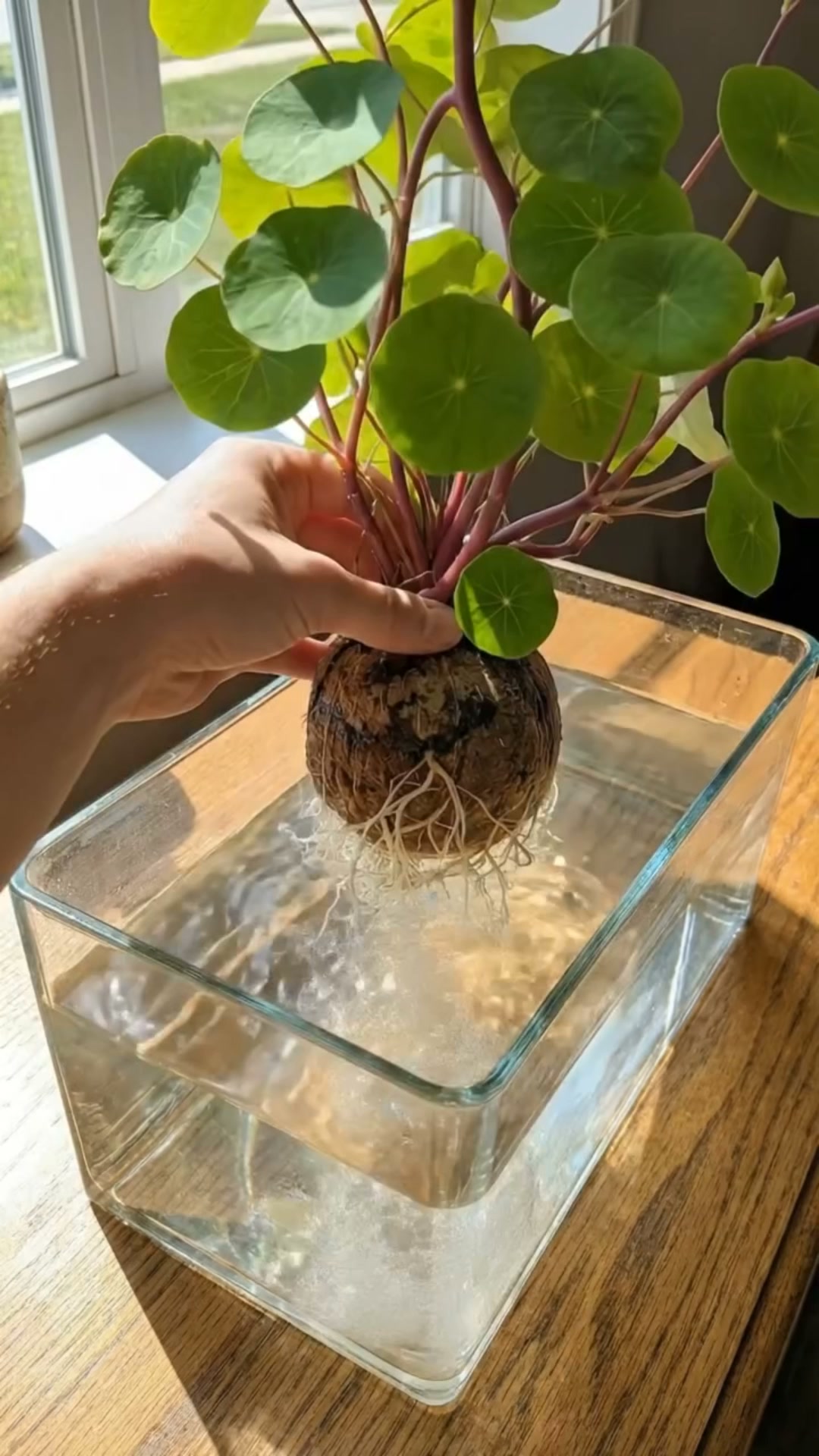 Anúncio de PetalPocket Seeds