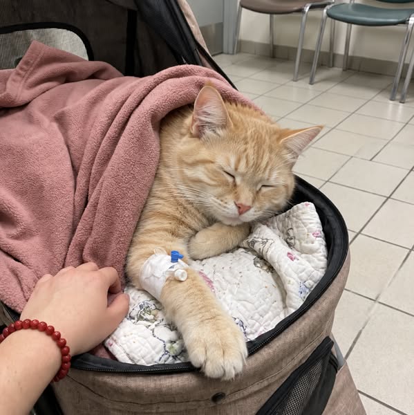 Lies das, um deine Katze zu schützen