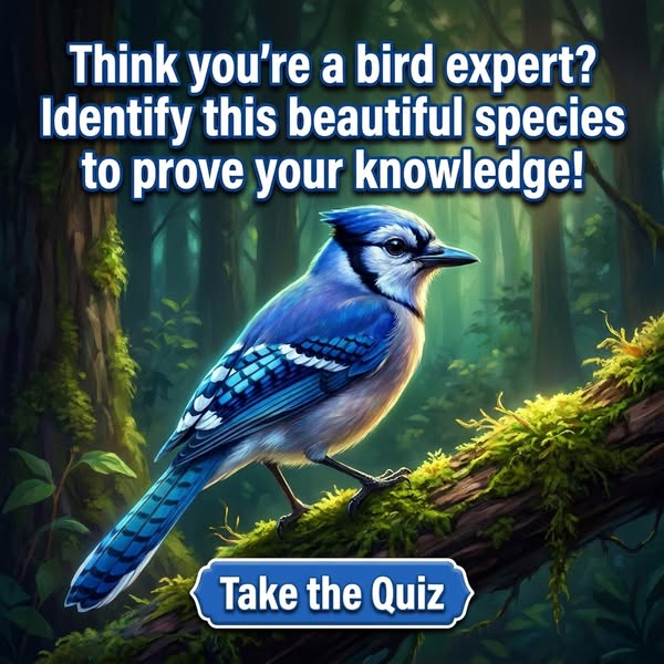 Name That American Bird