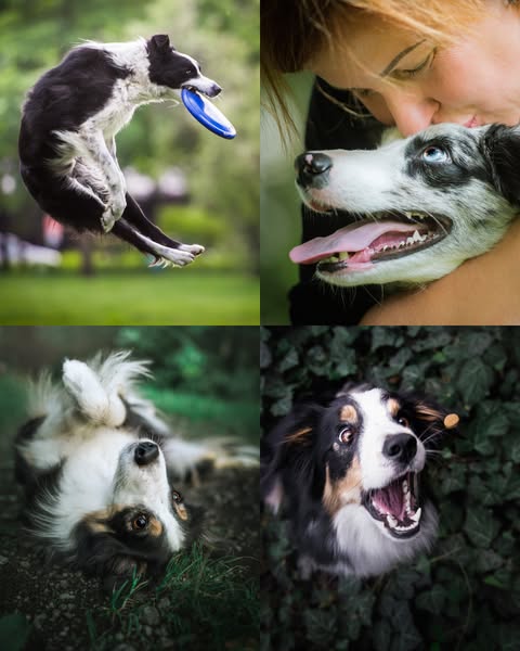 Dog Photography eBook