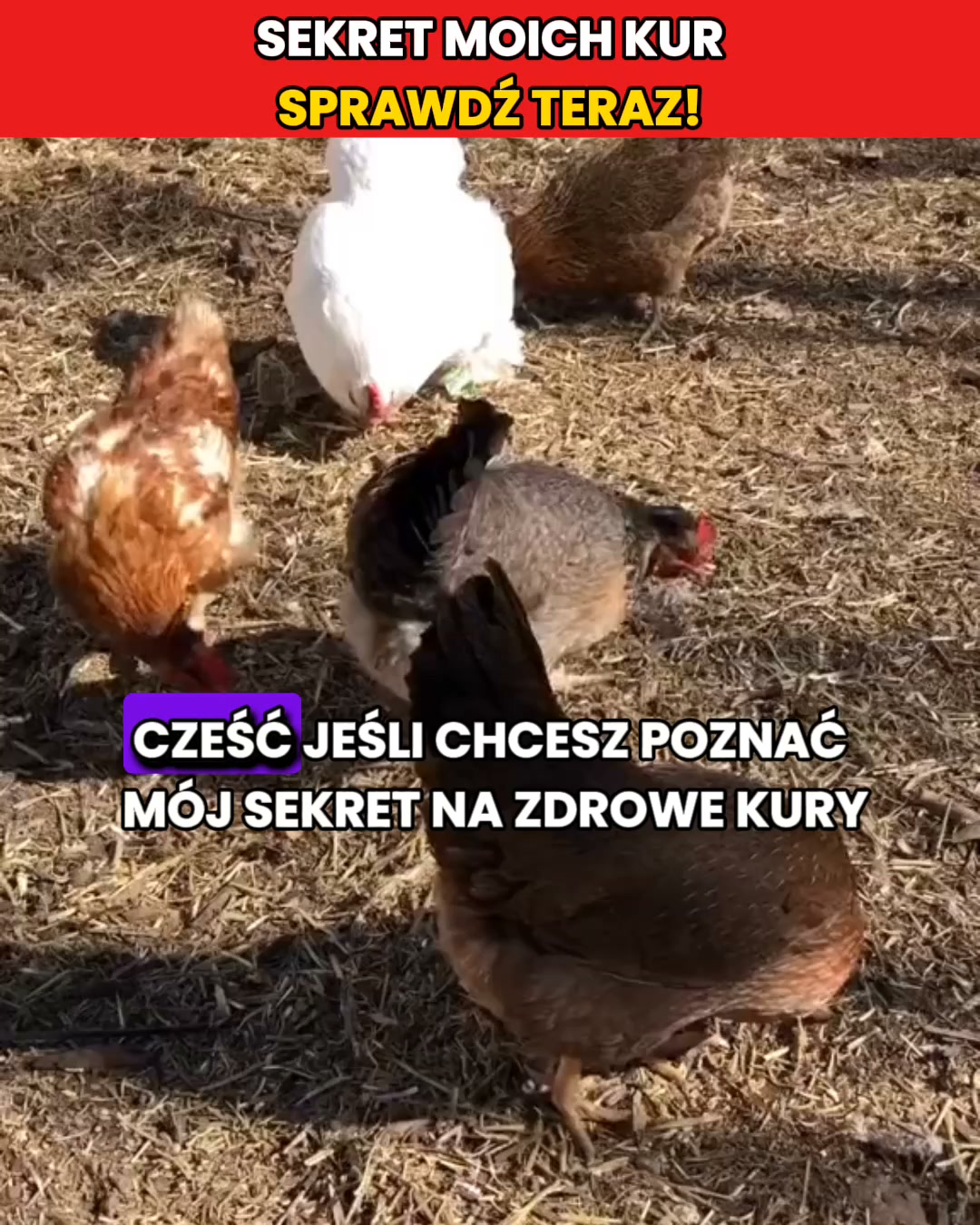 3+1 GRATIS – Przywróć produkcję jaj!