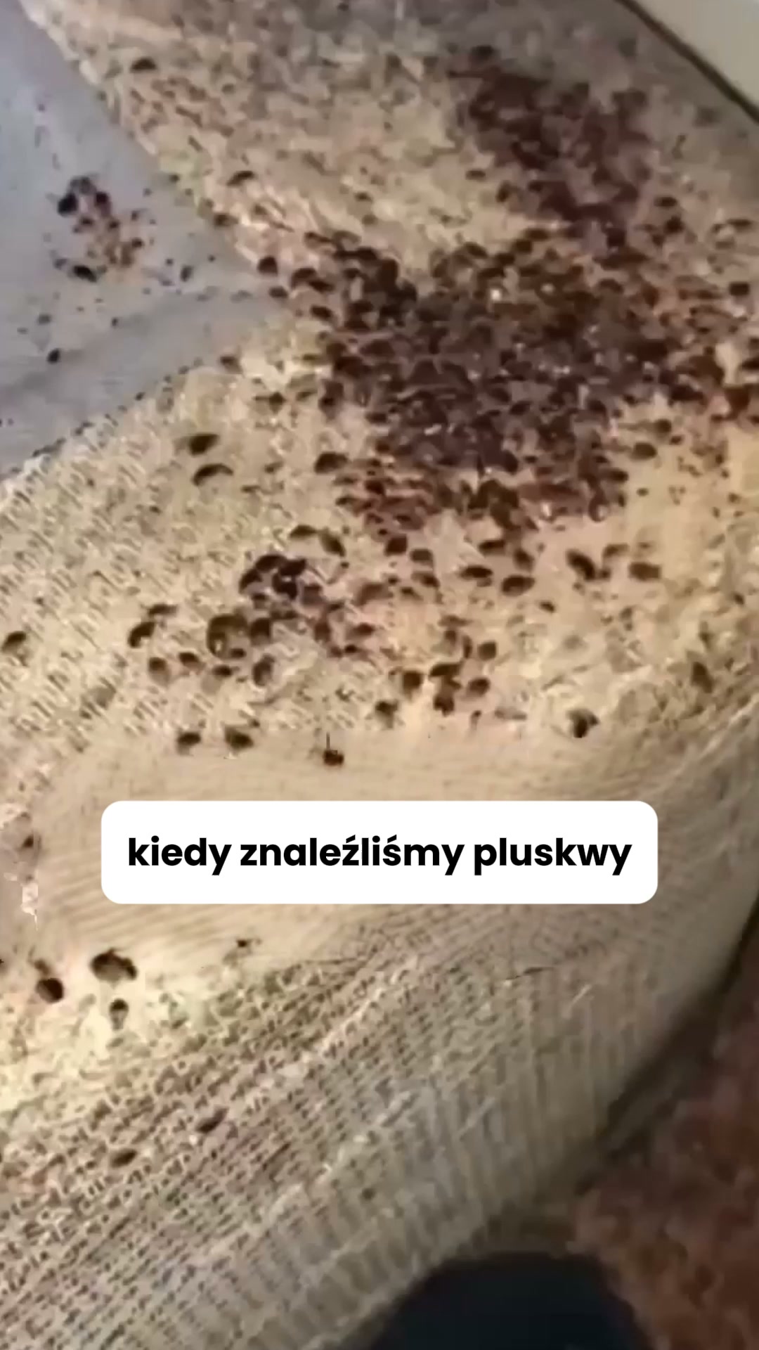 Nie chcesz truć psa chemią przez pluskwy