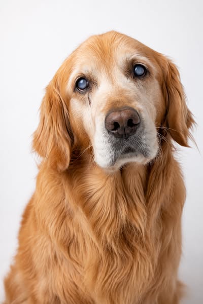 Why eye drops will never fix your dog's cloudy eyes (and what a shelter vet found that can)
