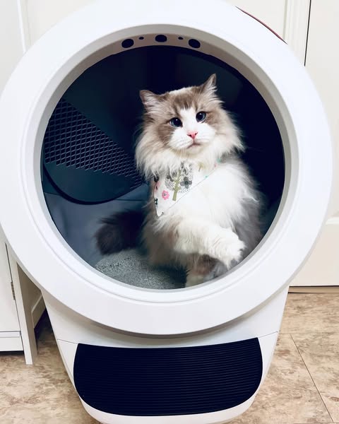 Achetez le Litter-Robot aujourd'hui