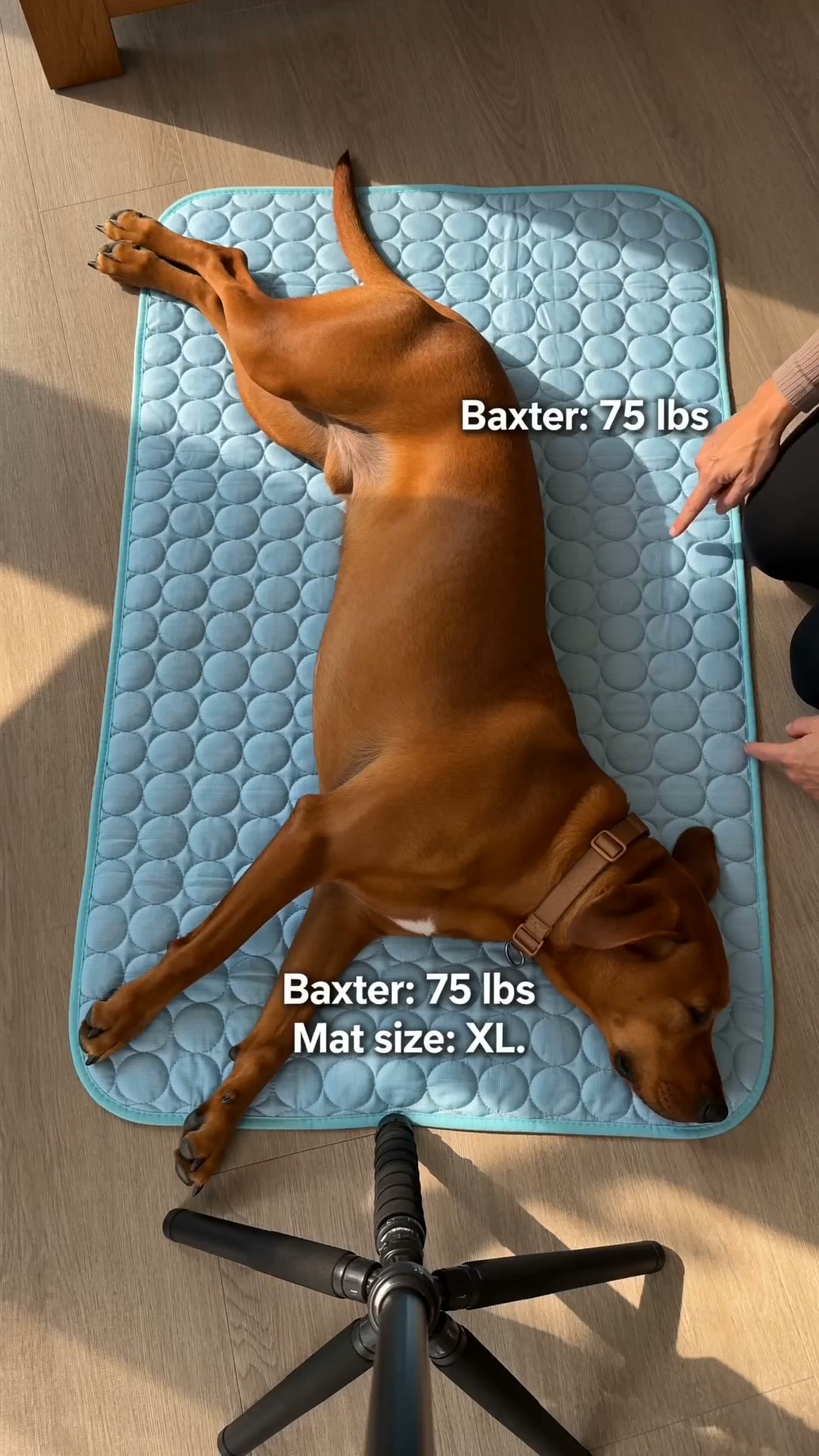 Cool Comfort Wherever Your Dog Goes