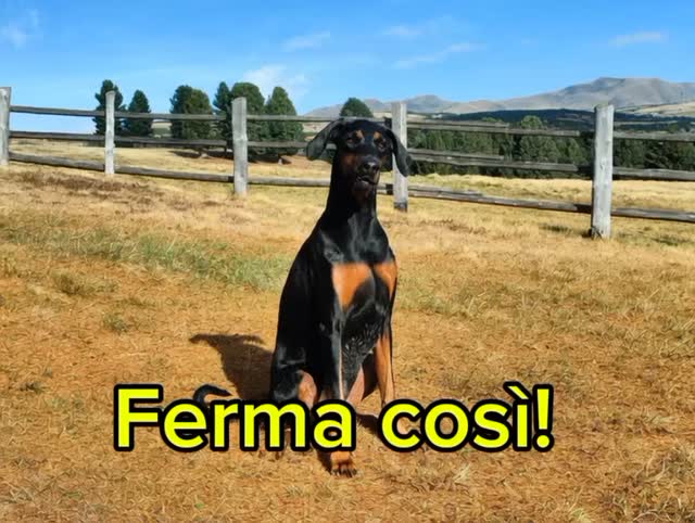Anúncio de Zampe&Cuori