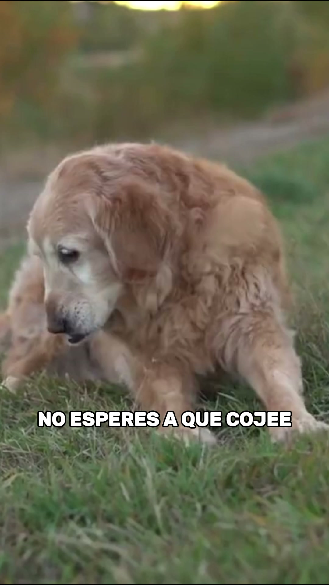 ENVÍOS GRATIS + PAGAS AL RECIBIR