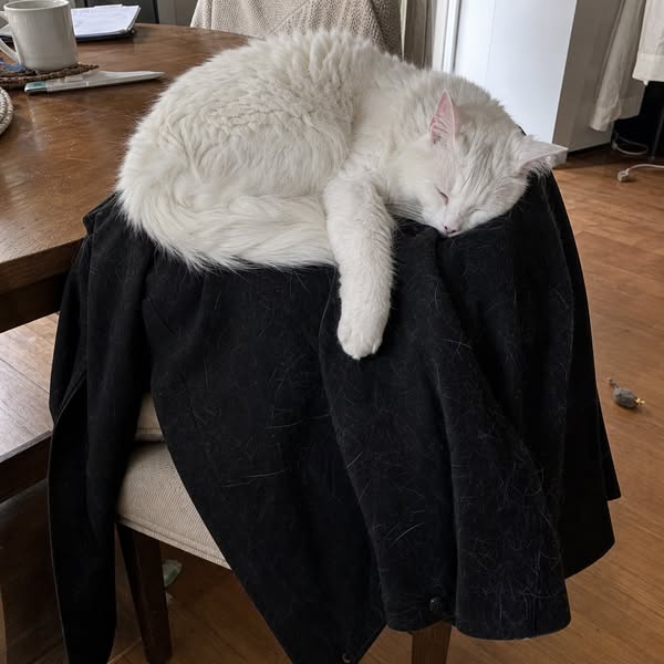 If you own a cat you might want to read this.
