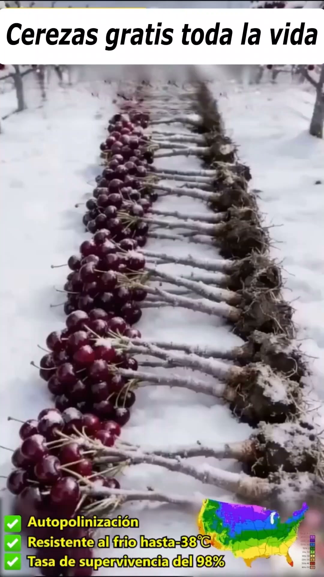 Cerezas gratis toda la vida