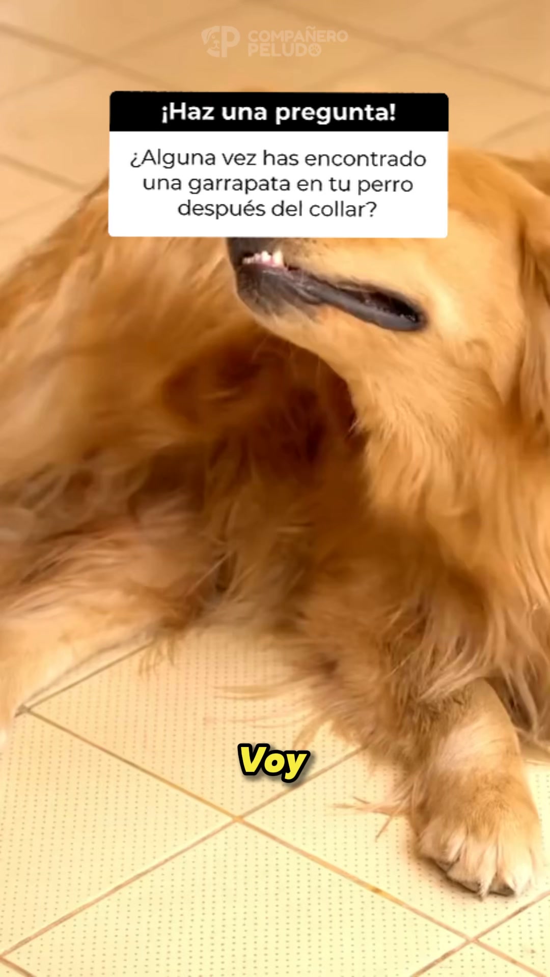 ¿Tu mascota sufre con las pulgas y alergias a los productos químicos?