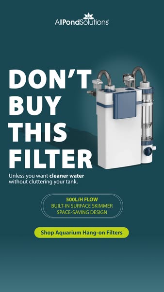 Keep Your Aquarium Healthy