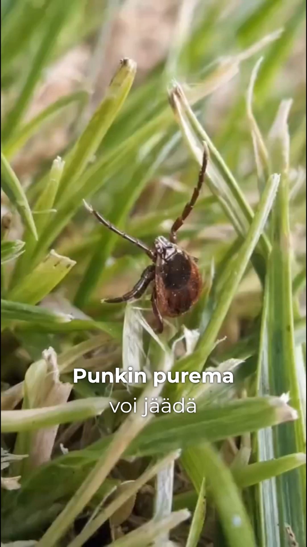 Kaksi yhden hinnalla – punkkisuoja